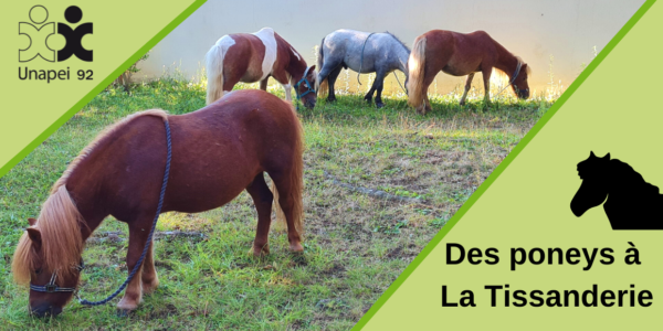 Des poneys à l’IME La Tissanderie à Clamart